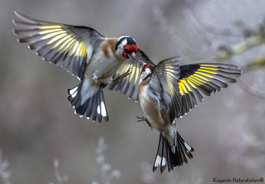 Regards Naturalistes photographies Chardonneret élégant