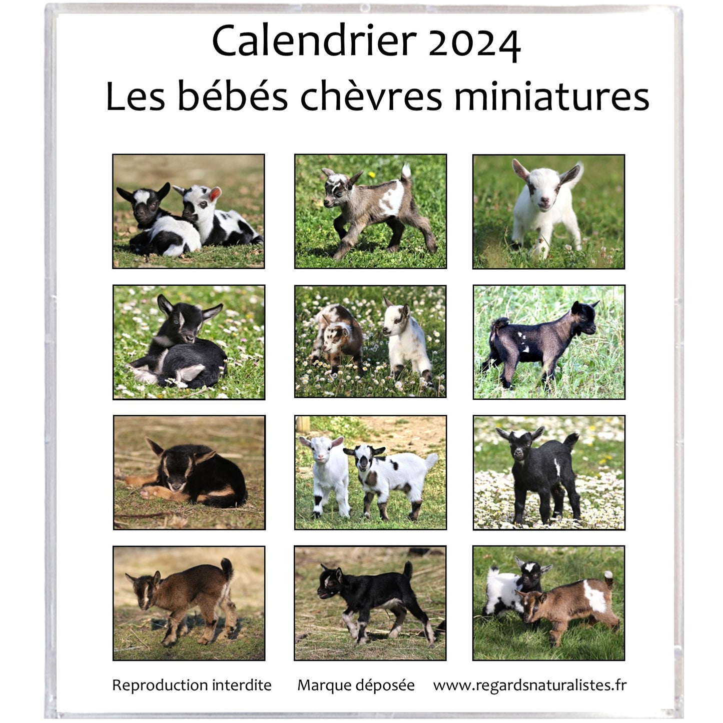 Calendrier photo 2024 les bébés chèvres miniatures chevalet bureau 12 mois