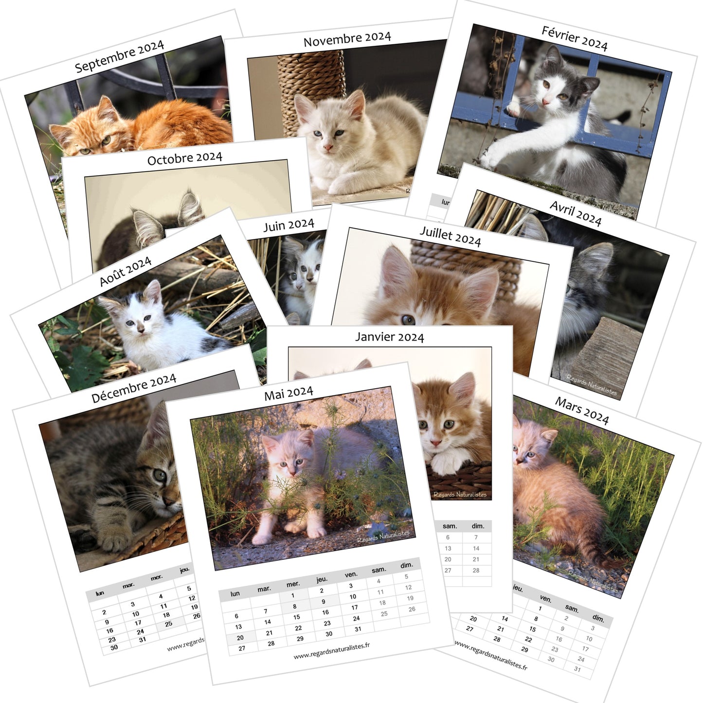 Calendrier photo 2024 les chatons chevalet bureau 12 mois