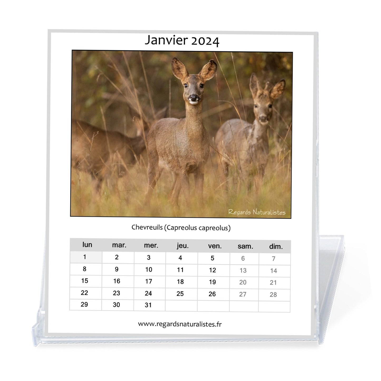 Calendrier photo 2024 les animaux de la forêt chevalet bureau 12 mois