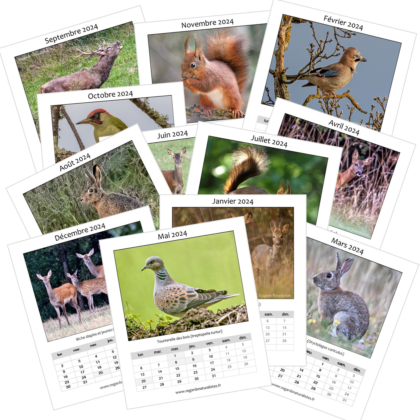 Calendrier photo 2024 les animaux de la forêt chevalet bureau 12 mois