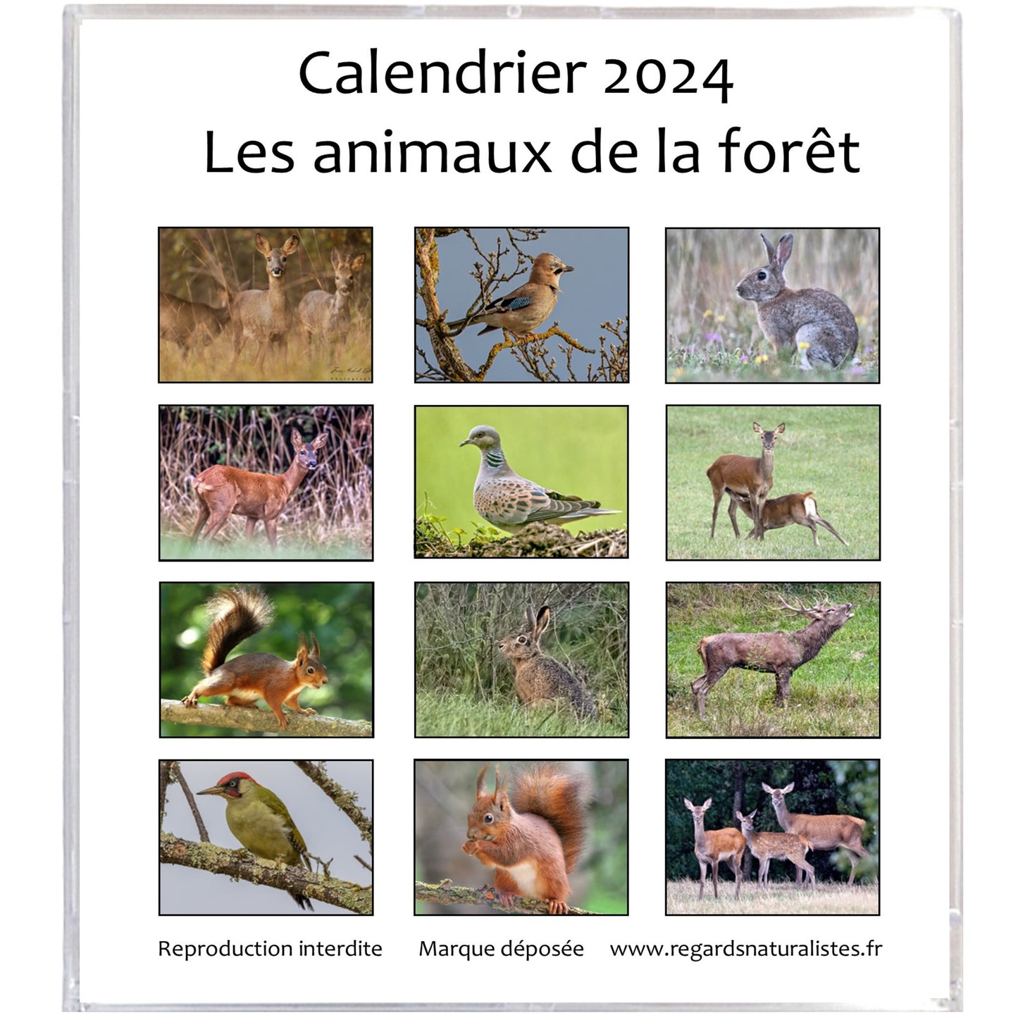 Calendrier photo 2024 les animaux de la forêt chevalet bureau 12 mois
