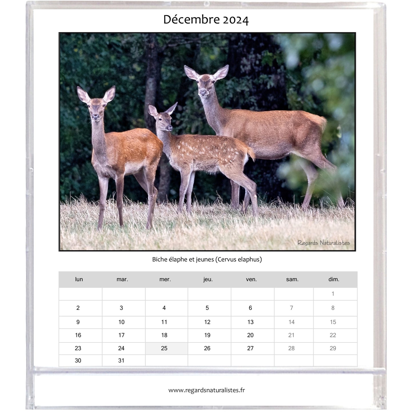 Calendrier photo 2024 les animaux de la forêt chevalet bureau 12 mois