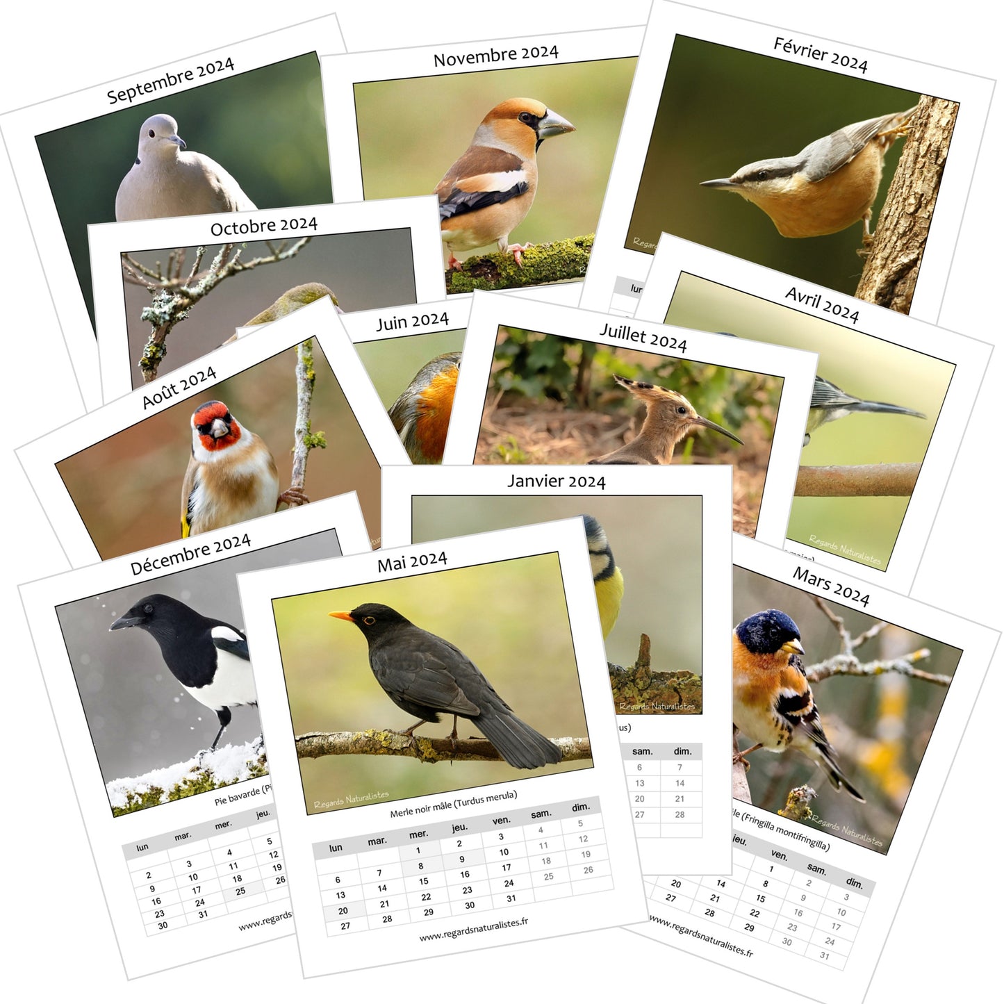 Calendrier photo 2024 les oiseaux du jardin chevalet bureau 12 mois