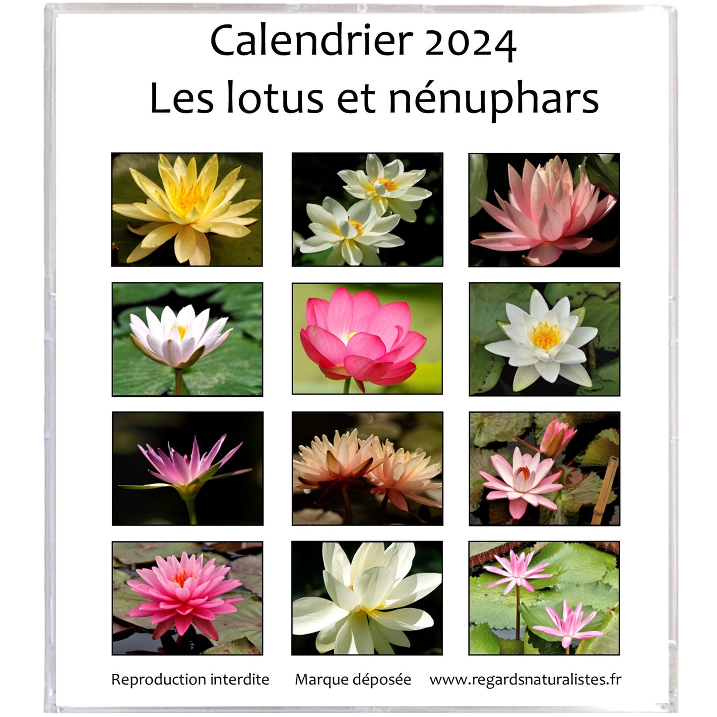 Calendrier photo 2024 les lotus et nénuphars chevalet bureau 12 mois