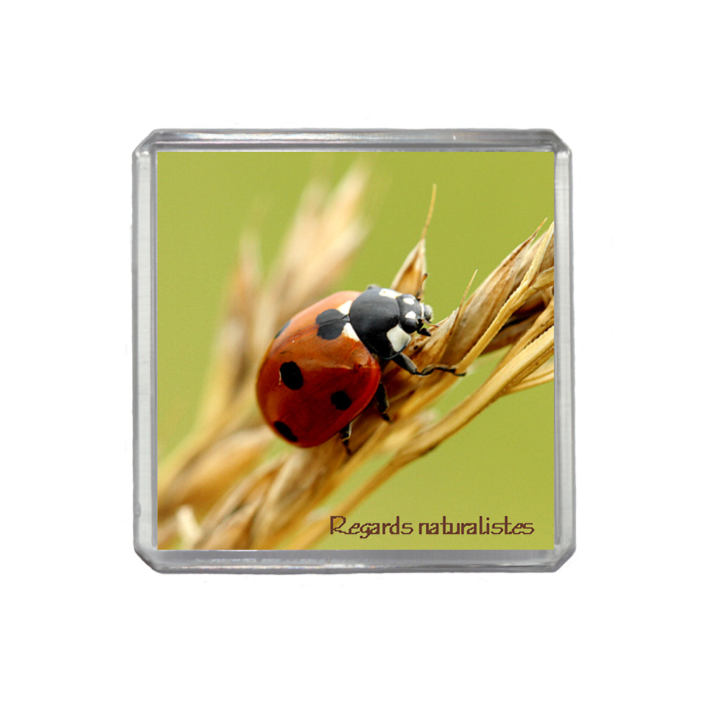 Magnet photo insecte coccinelle