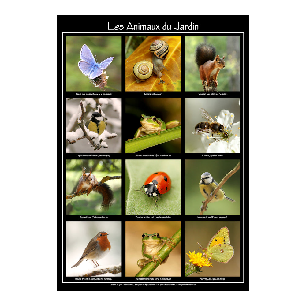 Poster photo les animaux du jardin