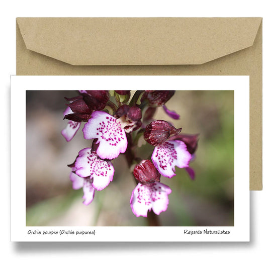 Carte postale papier aquarelle avec enveloppe photo photo fleur orchidée orchis pourpre