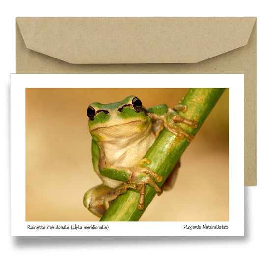 Carte postale papier aquarelle avec enveloppe photo grenouille rainette