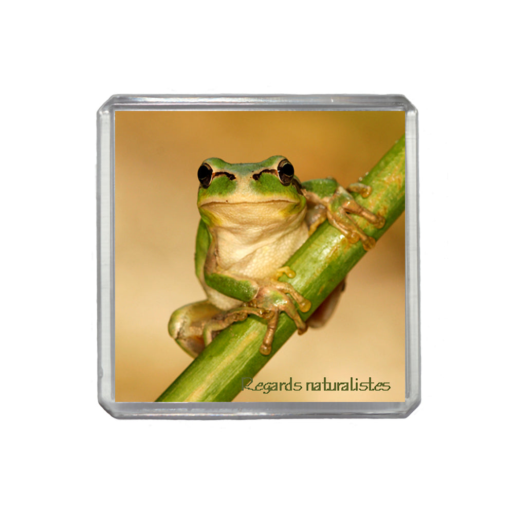 Magnet photo grenouille rainette 2