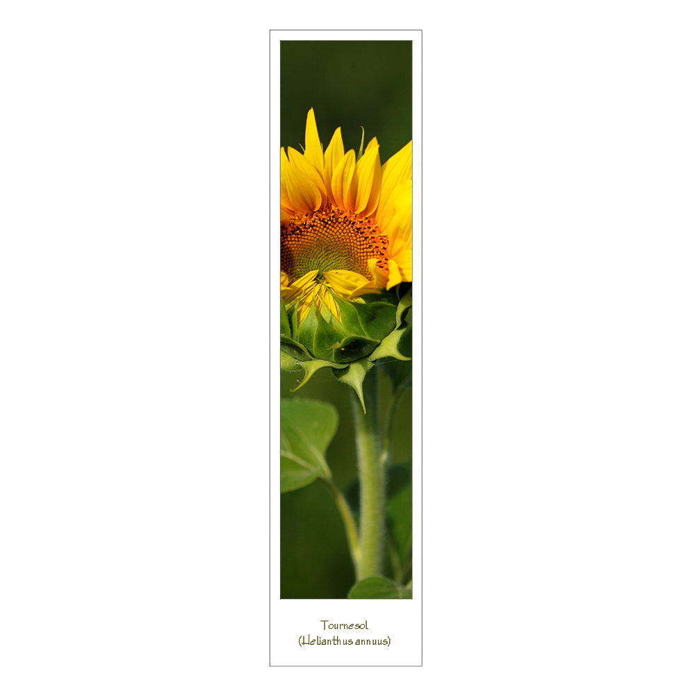 Marque page photo fleur tournesol recto verso