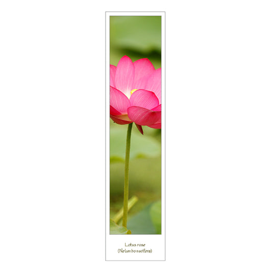 Marque page photo fleur lotus rose recto verso