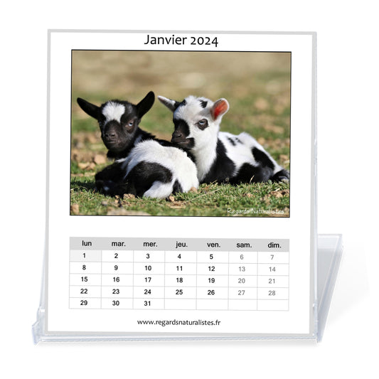 Calendrier photo 2024 les bébés chèvres miniatures chevalet bureau 12 mois