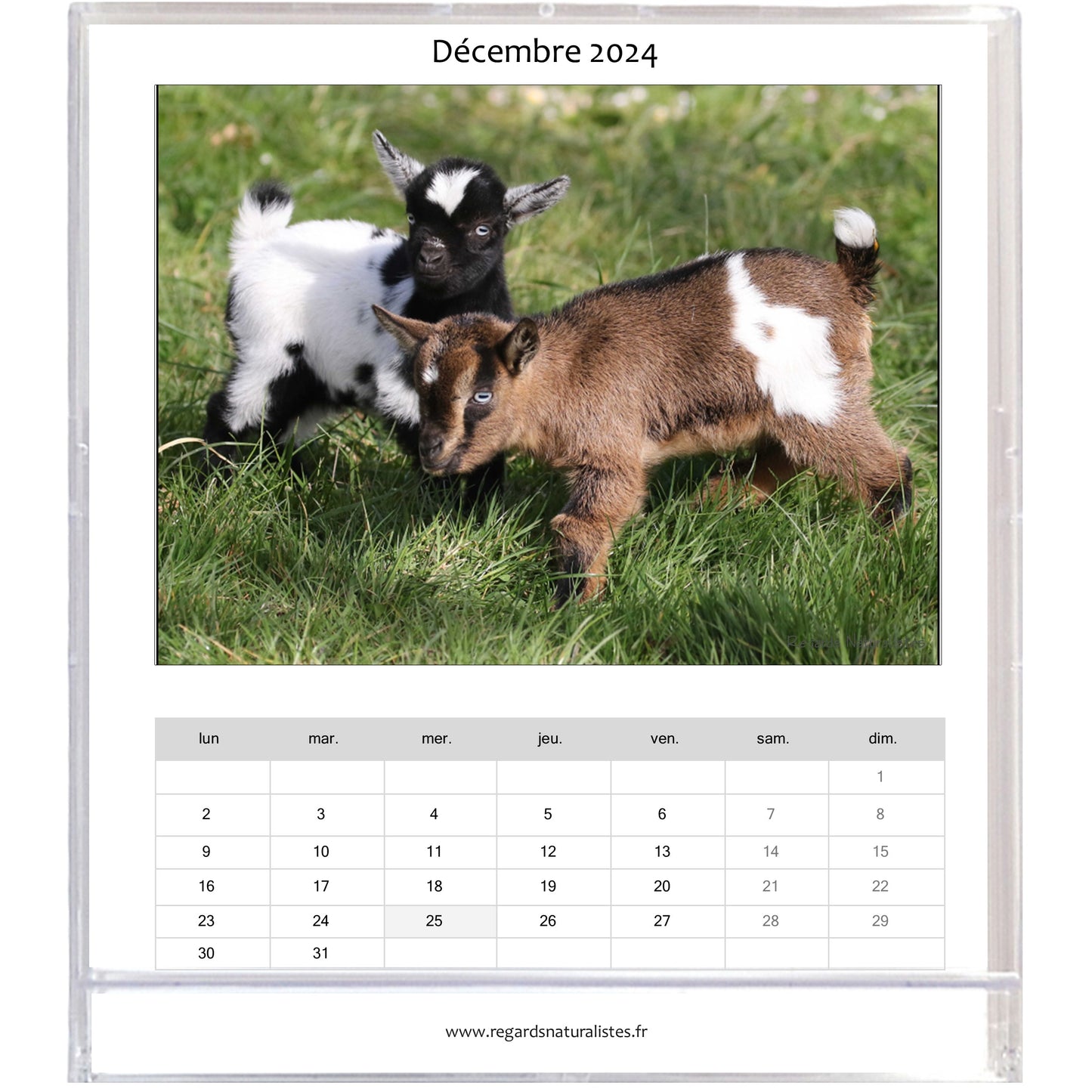 Calendrier photo 2024 les bébés chèvres miniatures chevalet bureau 12 mois