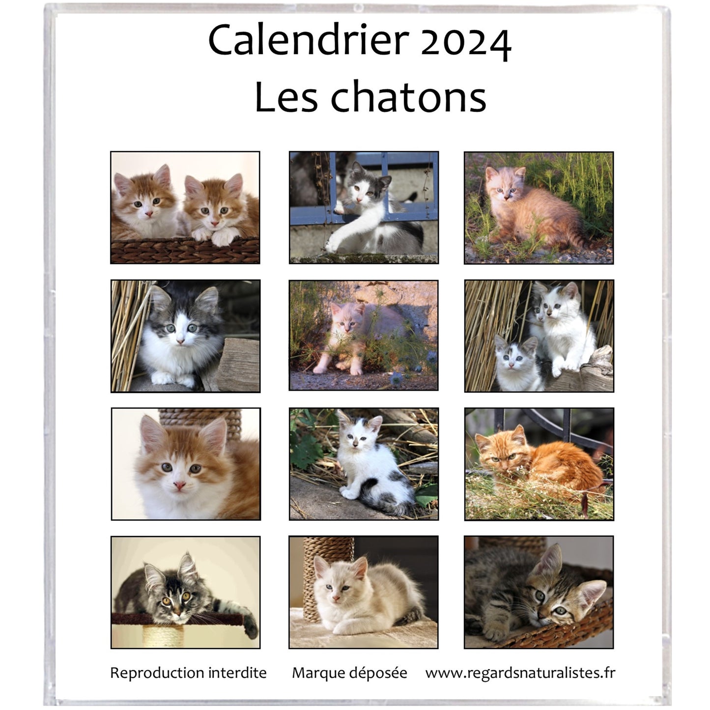 Calendrier photo 2024 les chatons chevalet bureau 12 mois