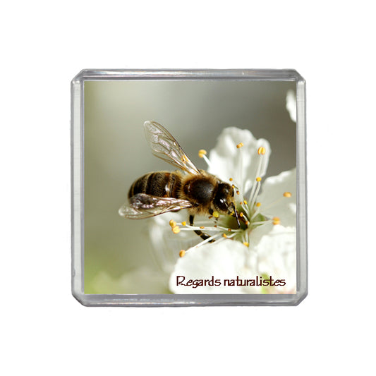 Magnet photo insecte abeille