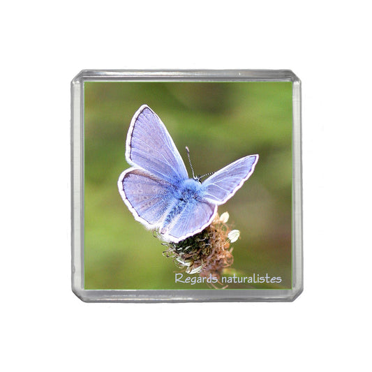 Magnet photo papillon Azuré commun