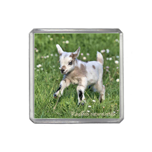 Magnet photo bébé chèvre miniature 1