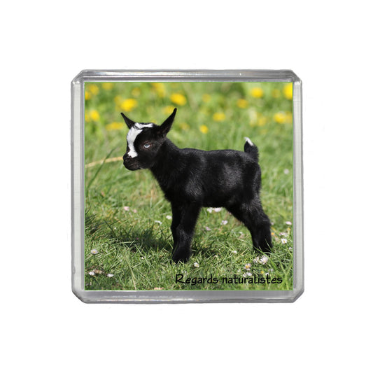 Magnet photo bébé chèvre miniature 2