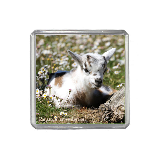 Magnet photo bébé chèvre miniature 5