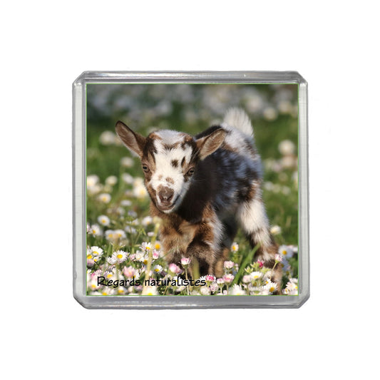 Magnet photo bébé chèvre miniature 6
