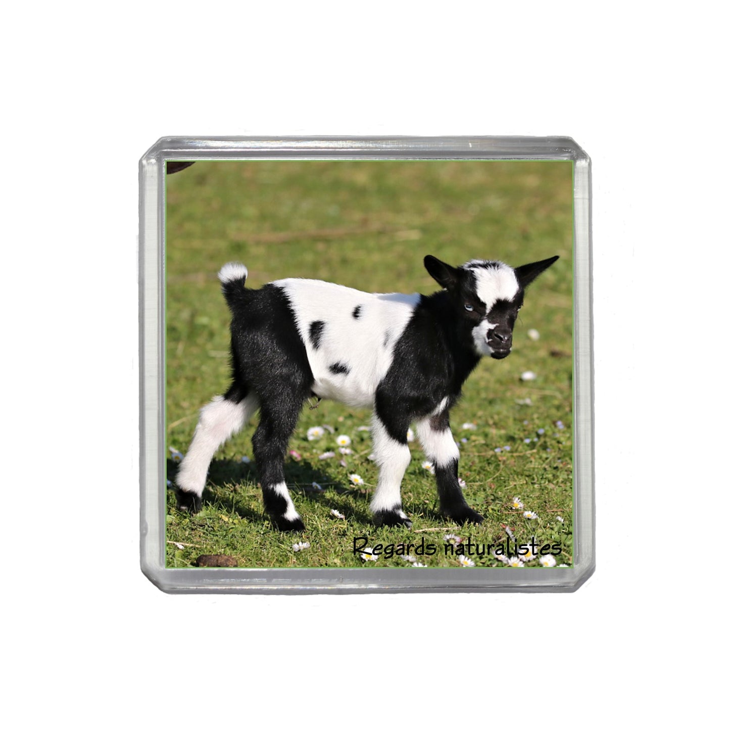 Magnet photo bébé chèvre miniature 8