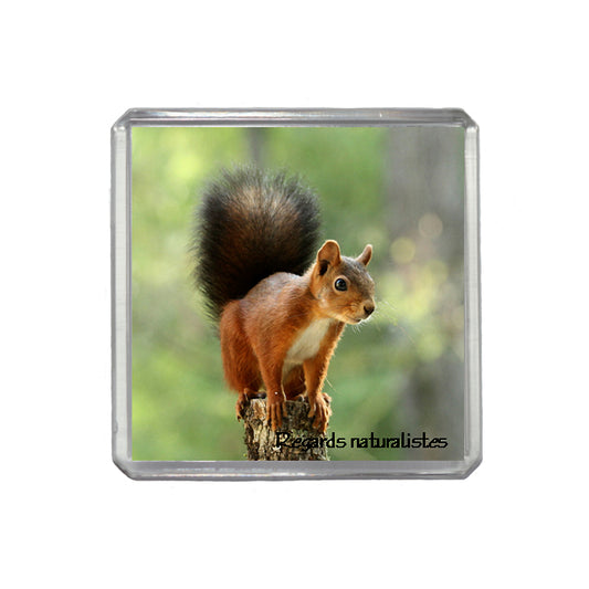 Magnet photo écureuil roux