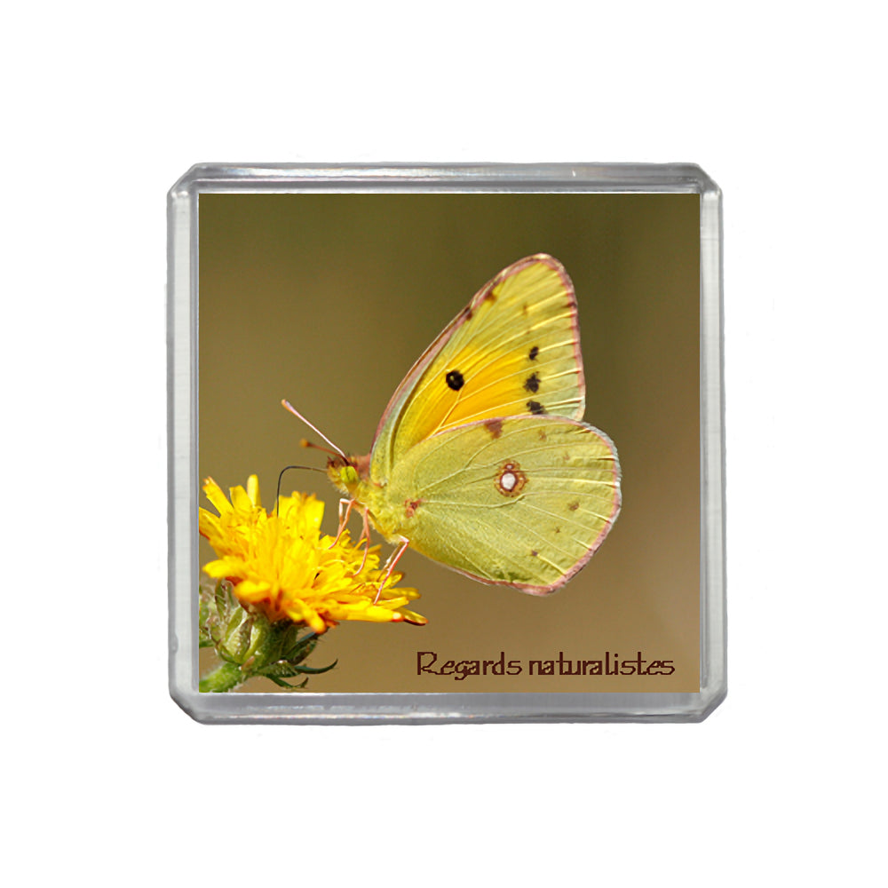 Magnet photo papillon fluoré