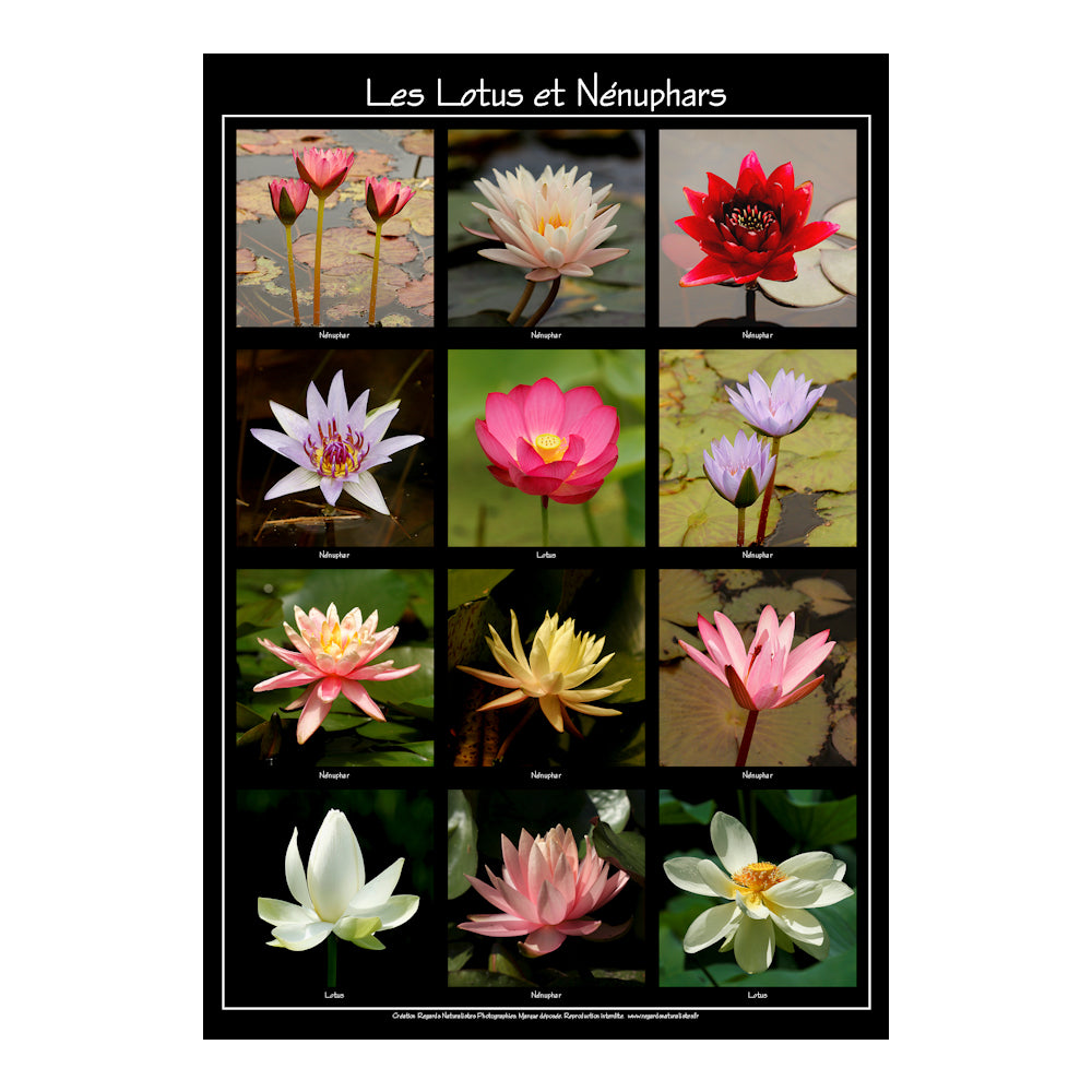 Poster photo fleur lotus et nénuphars