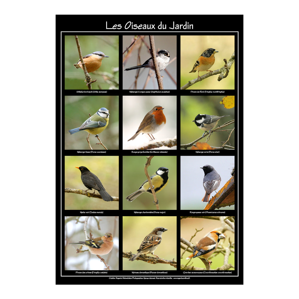 Poster photo les oiseaux du jardin