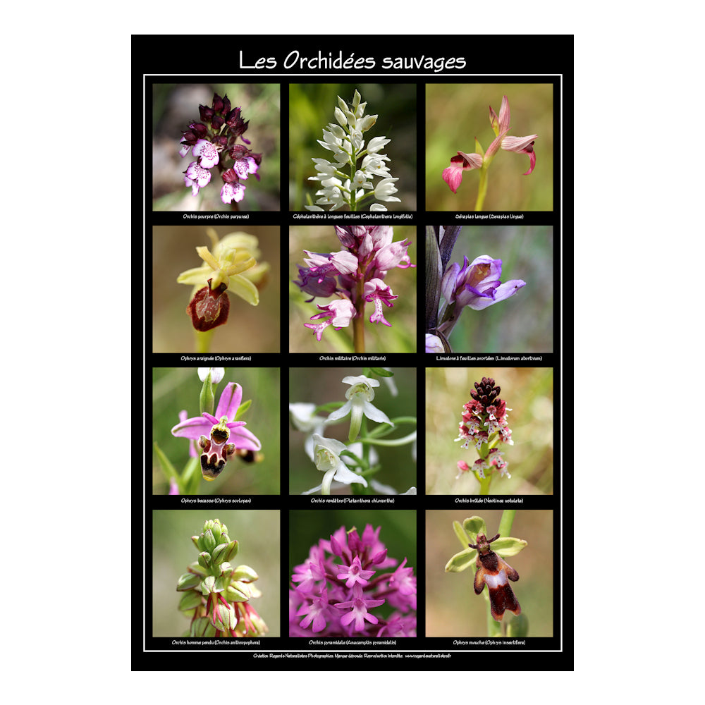 Poster photo fleurs les orchidées sauvages