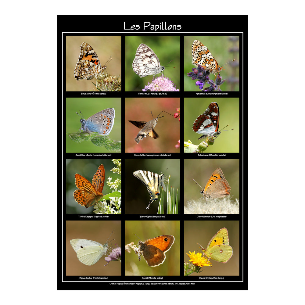 Poster photo les papillons