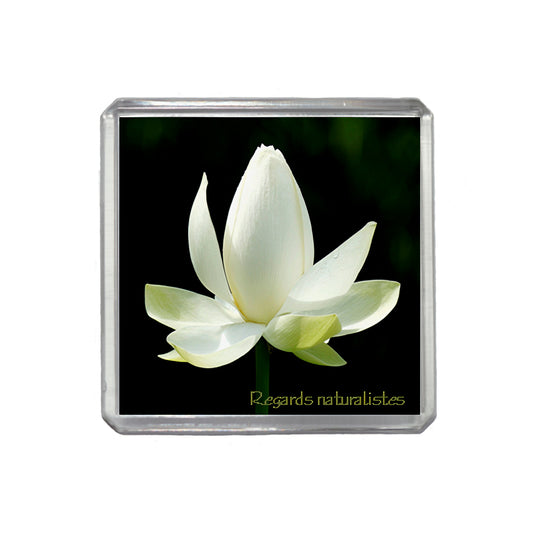 Magnet photo fleur lotus blanc