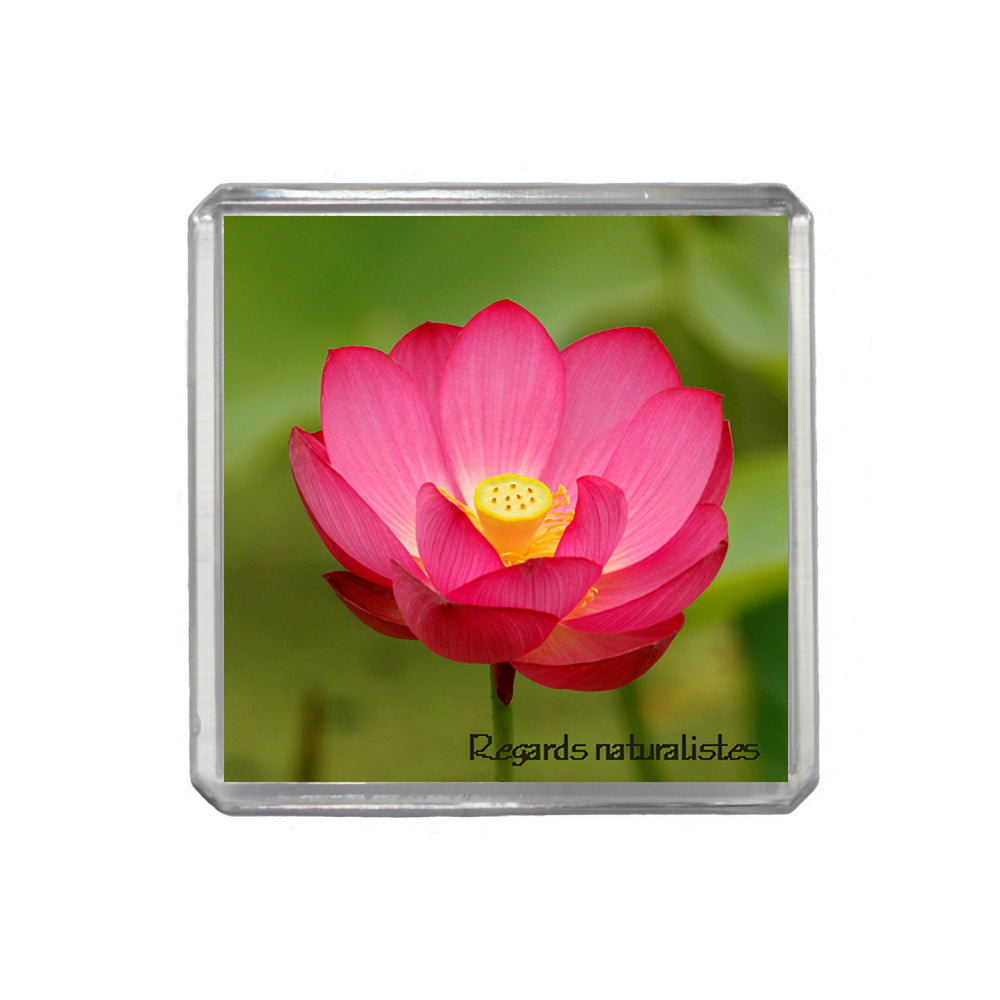 Magnet photo fleur lotus rose