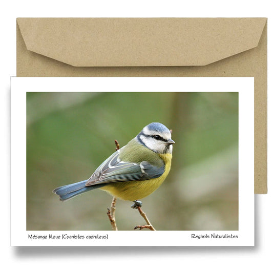 Carte postale papier aquarelle avec enveloppe photo oiseau mésange bleue 2