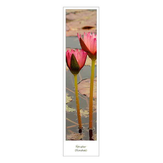 Marque page photo fleur nénuphar rose recto verso