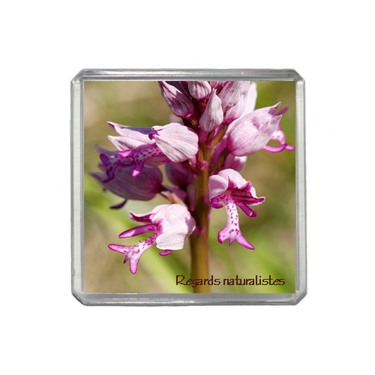 Magnet photo fleur orchidée orchis militaire