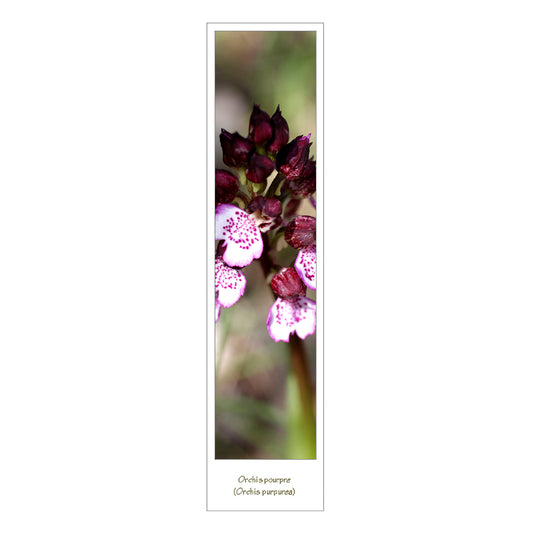 Marque page photo fleur orchidée orchis pourpre recto verso