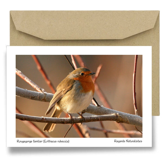 Carte postale papier aquarelle avec enveloppe photo oiseau Rougegorge familier 5