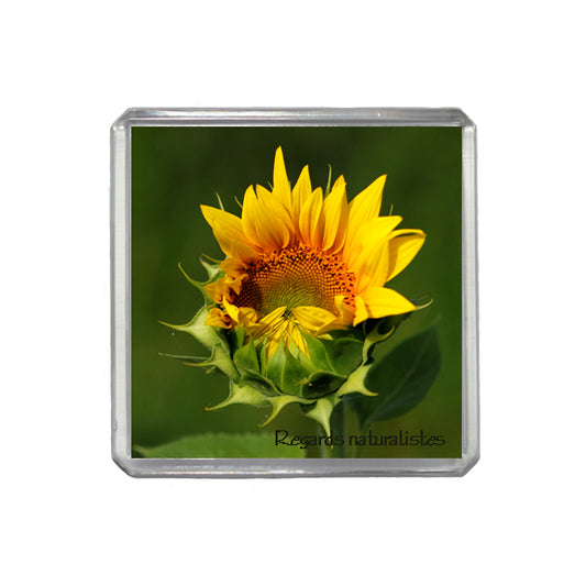Magnet photo fleur tournesol