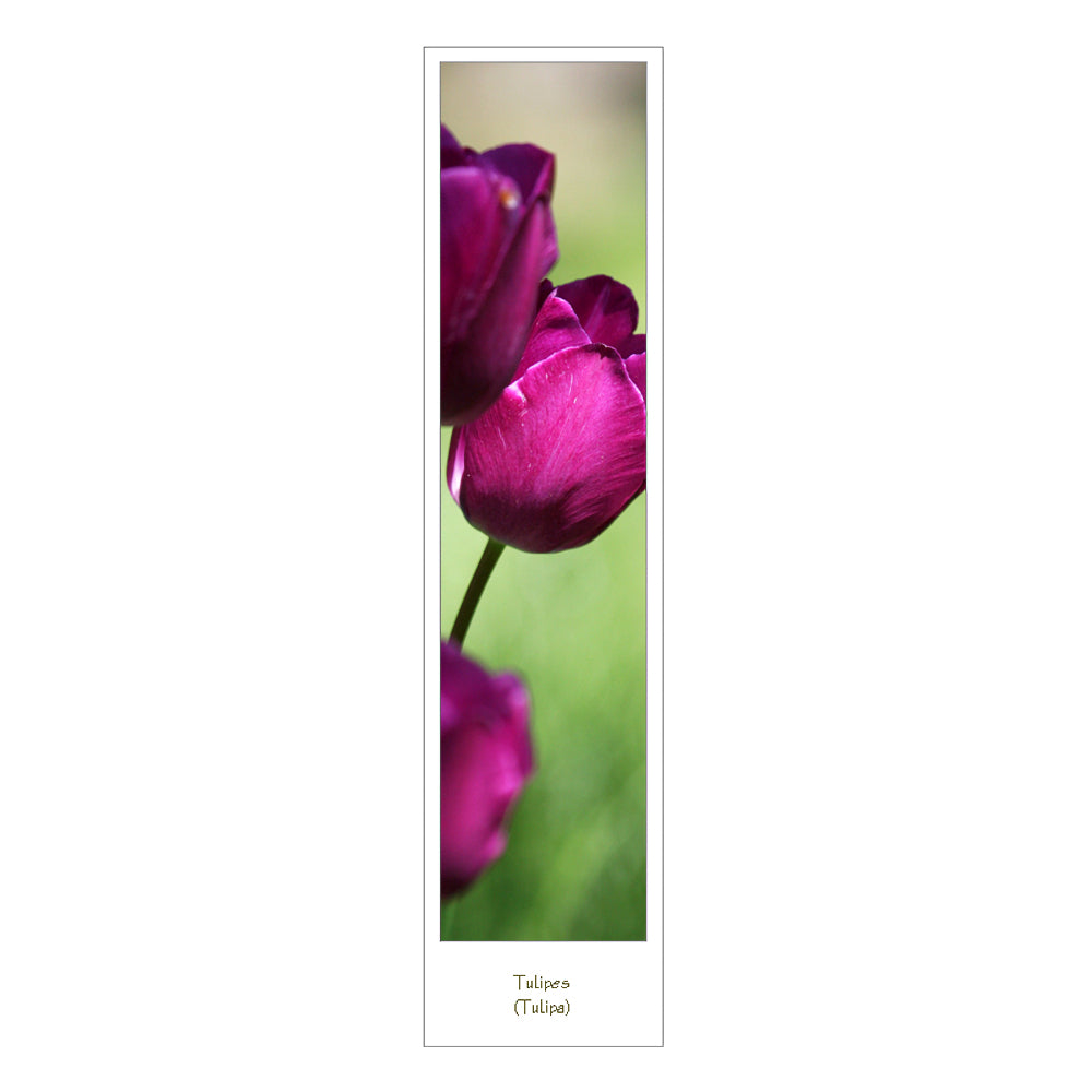 Marque page photo fleur tulipes recto verso