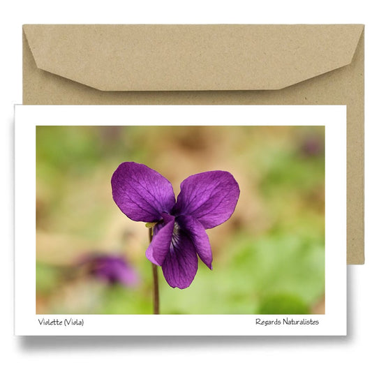 Carte postale papier aquarelle avec enveloppe photo fleur violette 2