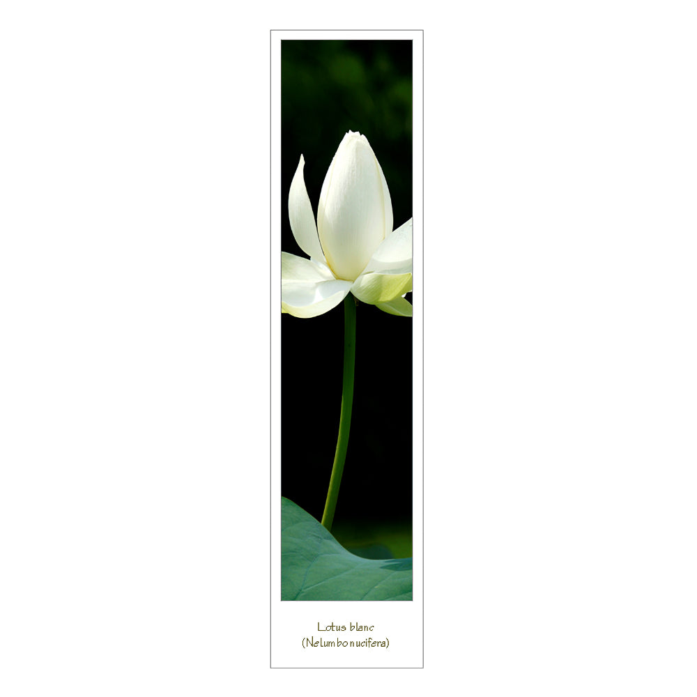 Marque page photo fleur lotus blanc recto verso