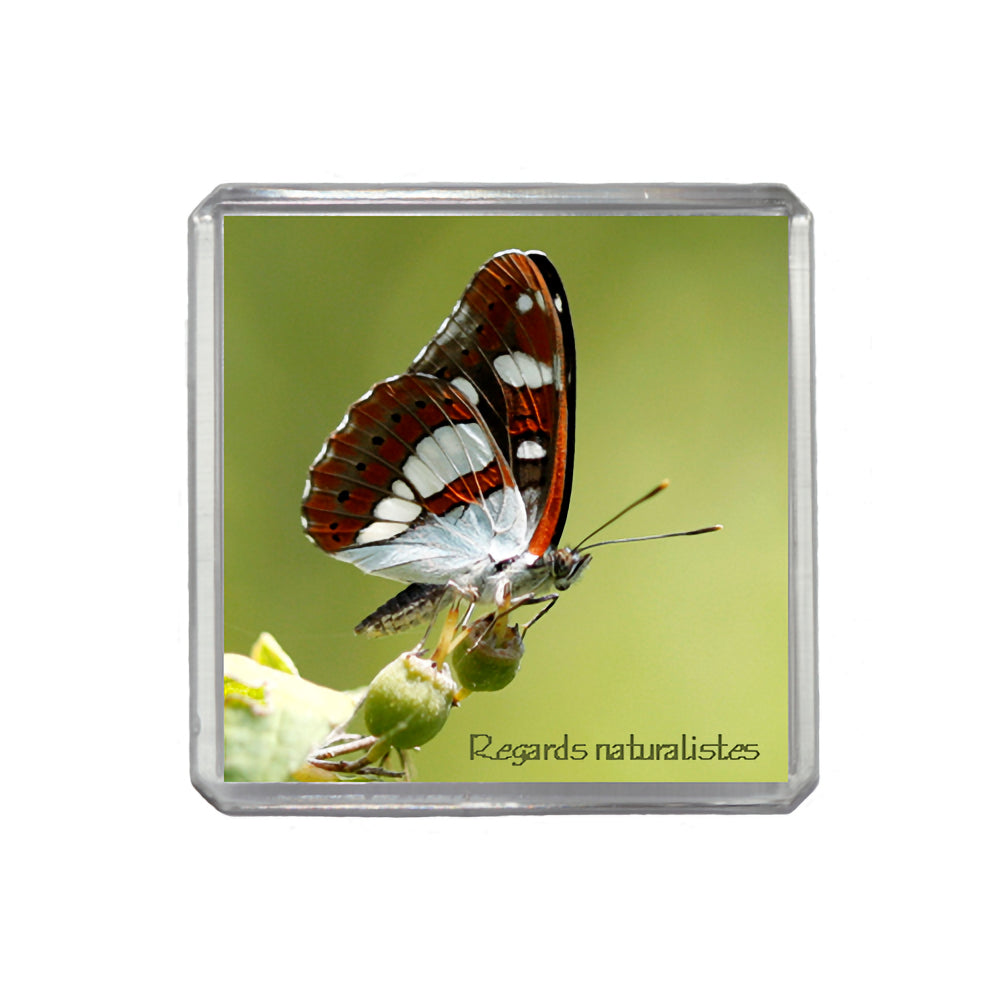 Magnet photo papillon sylvain azuré